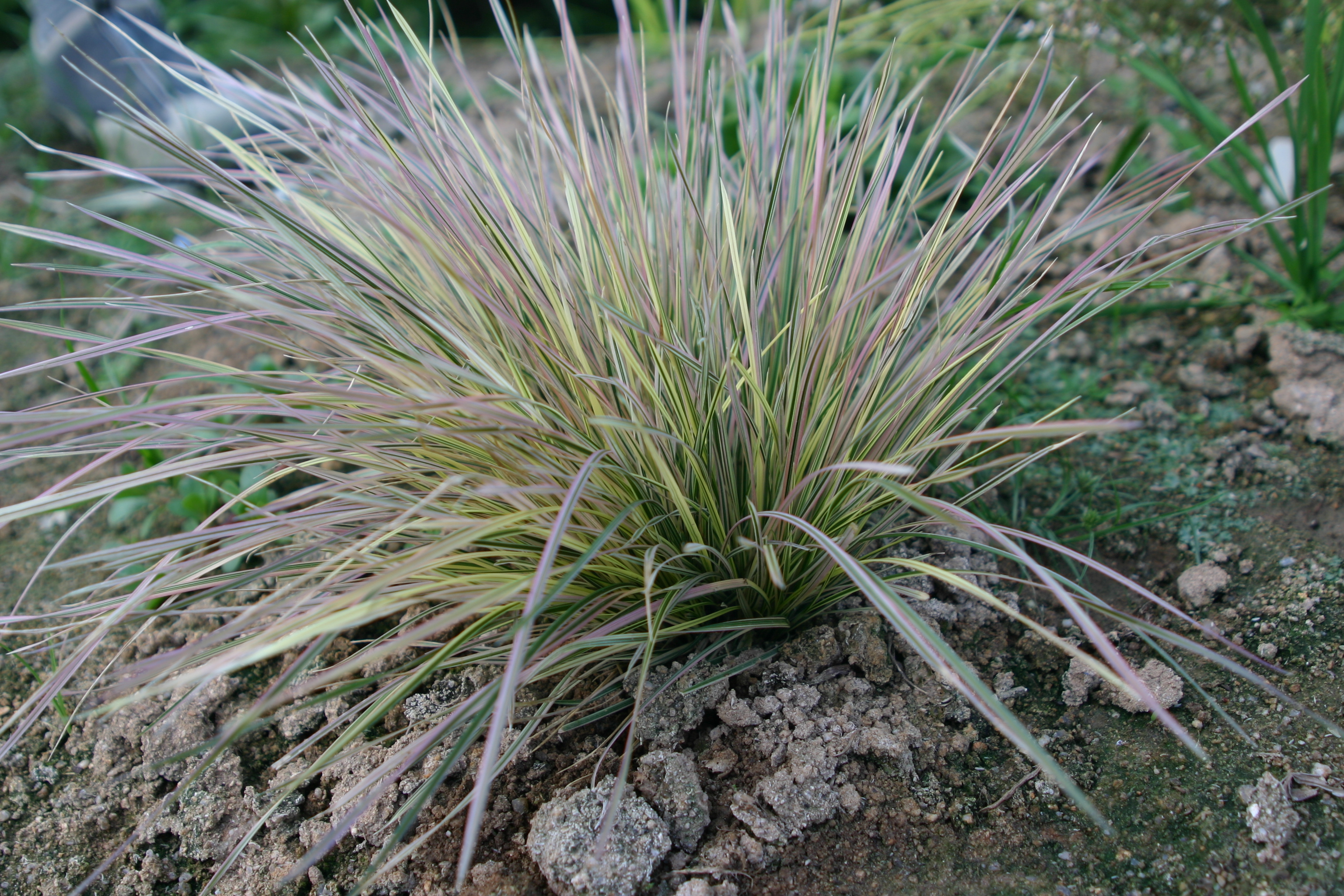 Deschampsia cespitosa 'Variegata'